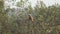 collared hawk, Busarellus nigricollis, in the Pantanal