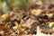 Collared iguanid lizard, madagascar