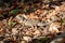 Collared iguanid lizard, madagascar