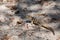 Collared iguanid lizard, madagascar