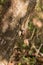 Collared iguanid lizard, madagascar