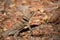 Collared iguanid lizard, madagascar