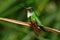 Collared Inca, Coeligena torquata, hummingbird from Mindo forest, bird of Ecuador