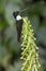 Collared Inca Hummingbird - Mindo Cloud Forest - Ecuador