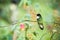 Collared inca sitting on branch, hummingbird from mountains, Colombia, Nevade del Ruiz,bird perching,tiny beautiful bird resting i