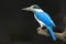 Collared kingfisher