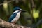 Collared Kingfisher (Asia, Australia, Pacific Islands) (Generative AI)