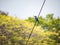 Collared Kingfisher on a power line