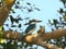 Collared kingfisher sitting on a sunny tree branch