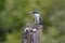 Collared kingfisher Todiramphus chloris Beautiful Birds of Thailand