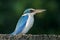 Collared kingfisher Todiramphus chloris Birds of Thailand