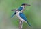 Collared Kingfisher Todiramphus chloris bright blue birds in love