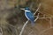 Collared kingfisher Todiramphus chloris Mangrove Birds of Thailand