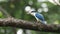 Collared Kingfisher - Todiramphus chloris medium-sized kingfisher
