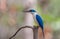 Collared kingfisher, White-collared kingfisher, Mangrove kingfisher