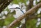 Collared Kingfishers (Todiramphus chloris)