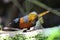 Collared laughingthrush in Da lat, Vietnam