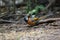 Collared laughingthrush in Da lat, Vietnam