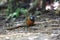 Collared laughingthrush in Da lat, Vietnam