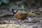 Collared laughingthrush in Da lat, Vietnam