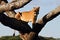 Collared lioness climbing on dead tree