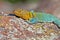 Collared Lizard 12