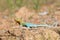 Collared lizard basking in sun