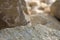 Collared Lizard Crotaphytus bicintores peeeking out from behind a sandstone rock in Utah desert.