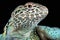 Collared lizard (Crotaphytus collaris)