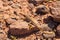 Collared Lizard in the Desert