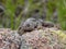 Collared lizard found at the Wichita Mountains National  wildlife refuge Oklahoma