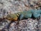 Collared lizard found at the Wichita Mountains National  wildlife refuge Oklahoma