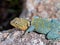 Collared lizard found at the Wichita Mountains National  wildlife refuge Oklahoma