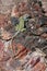 Collared Lizard in Petrified Forest National Park, Arizona.