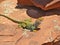 Collared Lizard on Red Rock in Sedona, Arizona