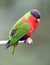 Collared lories, fiji red green bird