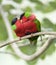 Collared lories, fiji red green bird