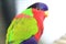 Collared lory