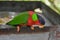 Collared lory eating a piece of fruit