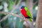 Collared Lory of the Fiji Islands