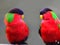 Collared Lory Phigys solitarius parrot colorfdul bird