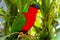 Collared Lory Phigys solitarius on Viti Levu Island, Fiji