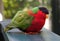 Collared Lory on Vita Levu, Fiji