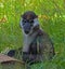 Collared Mangabey Monkey