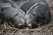 Collared peccaries