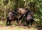 Collared peccaries greeting