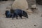 Collared peccaries or javelina. Collared peccaries are pig-like animals that inhabit the deserts