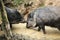 Collared peccaries known as wild pigs in mud