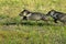 Collared peccaries leaping