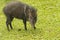 Collared Peccary